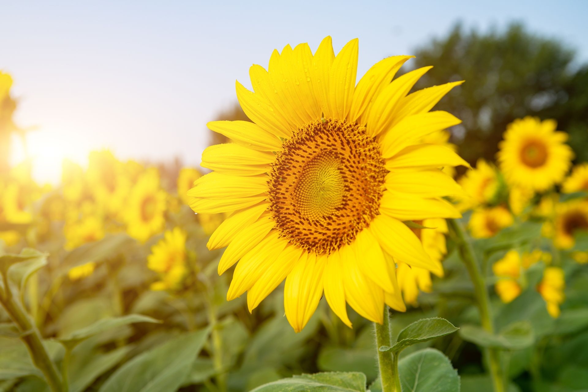 Yellow sunflower flower